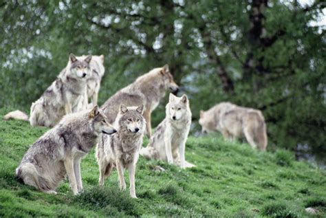 pack of wolves photo